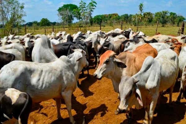 Agro venezolano crece más de 5%: ¿llega ese impulso al P2P y al USDT?