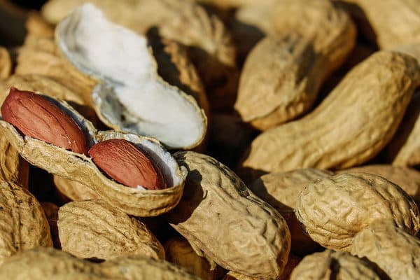 Maní venezolano duplica cosecha y el agro mira hacia el cobro en USDT