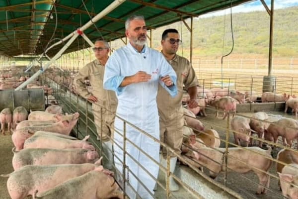 Venezuela autabastecida de cerdo: el dato que mira el mercado P2P